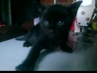 Gato ra a Misto de siames idade Abaixo de 2 meses nome Filhote