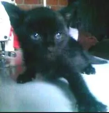 Gato raça Misto de siames idade Abaixo de 2 meses nome Filhote
