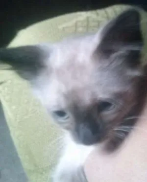 Gato raça Misto de siames idade Abaixo de 2 meses nome Filhote