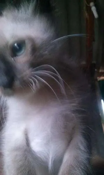 Gato ra a Misto de siames idade Abaixo de 2 meses nome Filhote