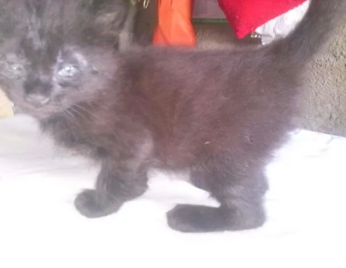 Gato ra a Misto de siames idade Abaixo de 2 meses nome Filhote
