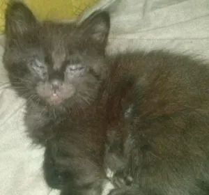 Gato raça Misto de siames idade Abaixo de 2 meses nome Filhote