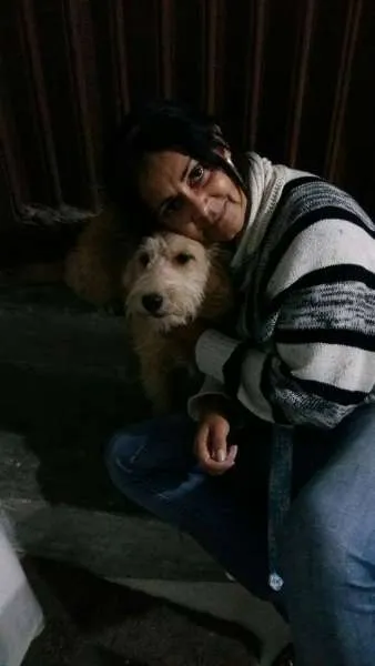 Cachorro ra a Poodle idade 7 a 11 meses nome dina