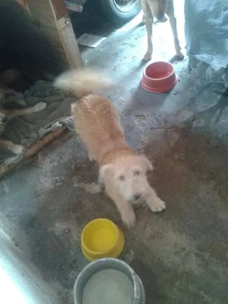 Cachorro ra a Poodle idade 7 a 11 meses nome dina