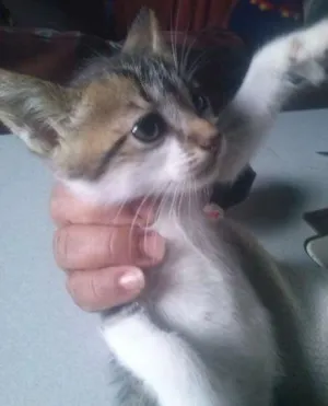 Gato raça Misto de siames idade  nome Filhote