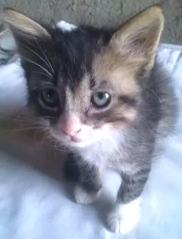 Gato ra a Misto de siames idade Abaixo de 2 meses nome Sem Nome