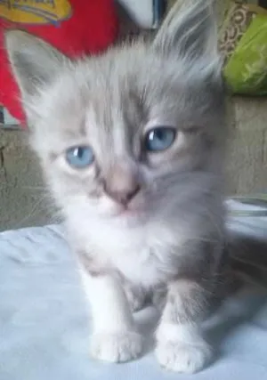 Gato raça Misto de siames idade Abaixo de 2 meses nome Sem Nome