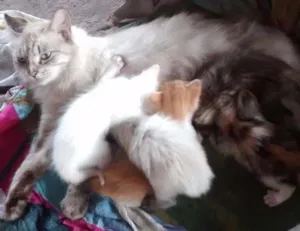 Gato raça  idade Abaixo de 2 meses nome sem nome