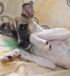 Cachorro ra a Jack russell terrier idade 7 a 11 meses nome scooby