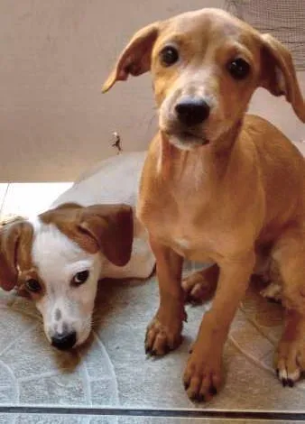 Cachorro ra a Salsichinha idade 2 a 6 meses nome Hank