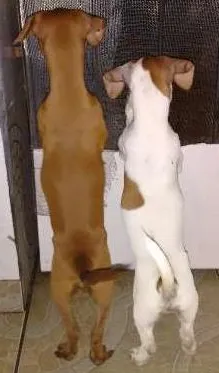 Cachorro ra a Salsichinha idade 2 a 6 meses nome Hank