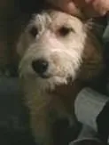 Cachorro raça Poodle idade 7 a 11 meses nome dina
