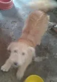 dina