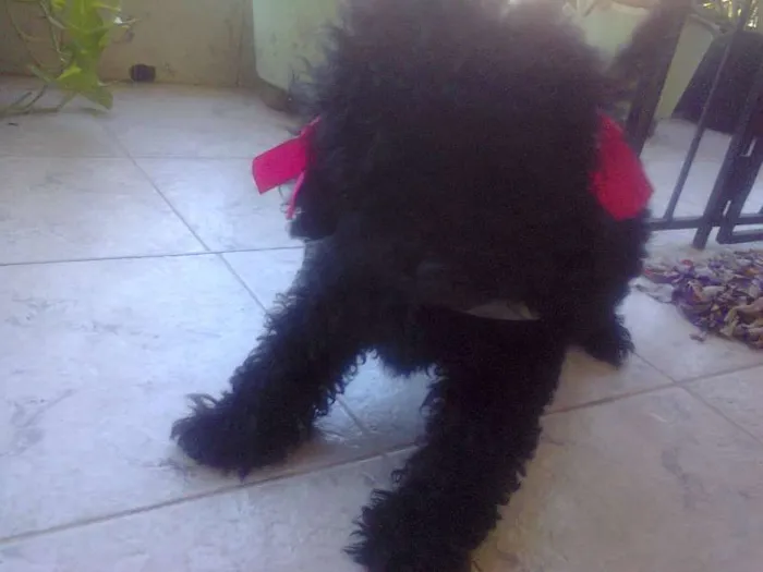 Cachorro ra a Poodle idade 3 anos nome Safira
