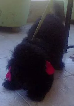 Cachorro raça Poodle idade 3 anos nome Safira