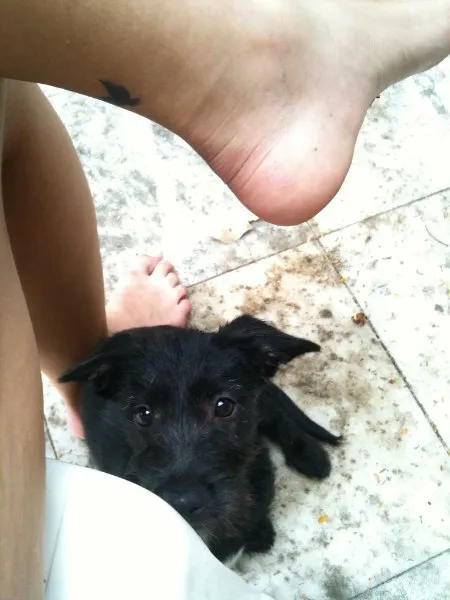 Cachorro ra a SRD idade  nome Liu