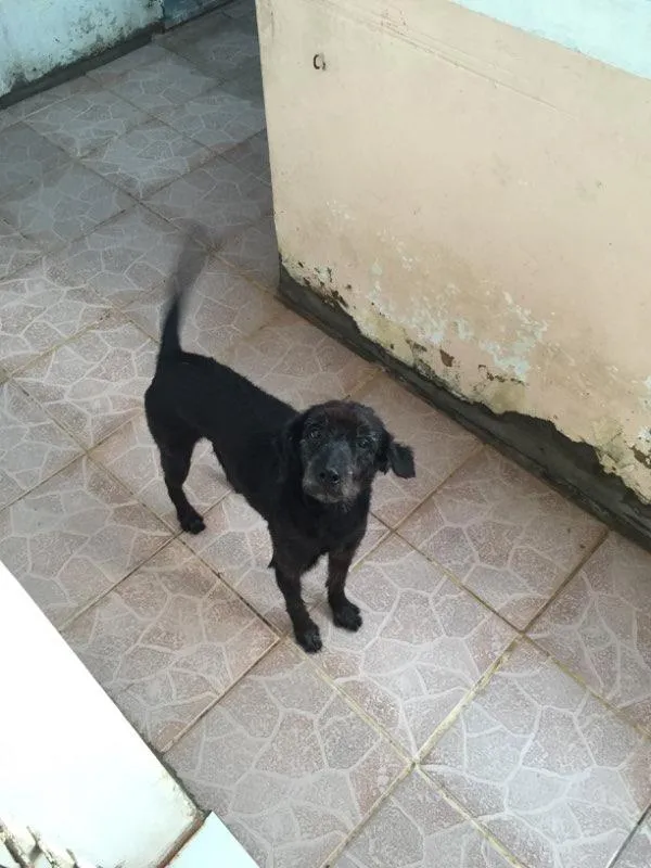 Cachorro ra a Sem raça definida idade 5 anos nome Neguinho
