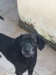 Neguinho