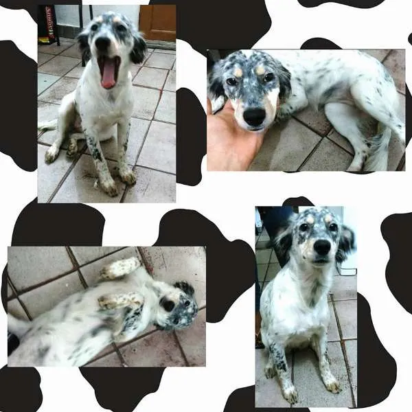 Cachorro ra a Mix Border Collie idade 7 a 11 meses nome Rebeca