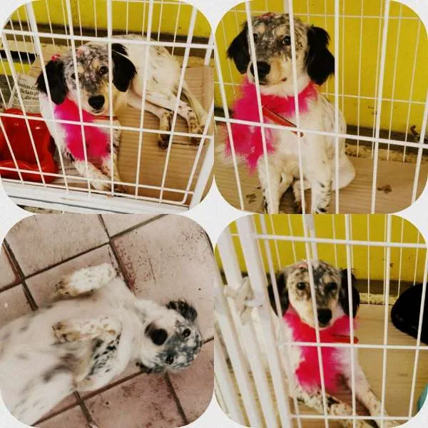 Cachorro ra a Mix Border Collie idade 7 a 11 meses nome Rebeca