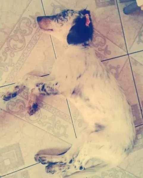Cachorro ra a Mix Border Collie idade 7 a 11 meses nome Rebeca