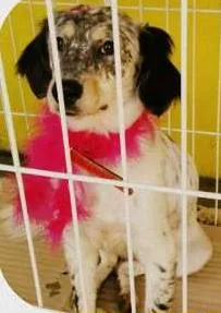 Cachorro raça Mix Border Collie idade 7 a 11 meses nome Rebeca