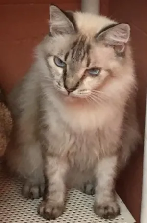 Gato raça Srd idade 4 anos nome Princezinha