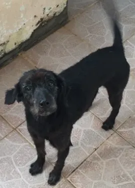 Cachorro ra a Sem raça definida idade 5 anos nome Neguinho