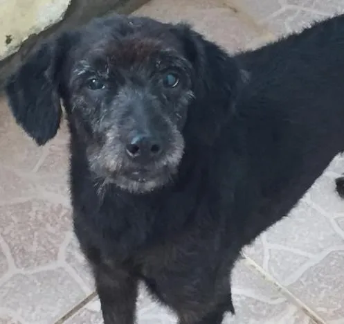 Cachorro ra a Sem raça definida idade 5 anos nome Neguinho