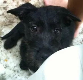 Cachorro ra a SRD idade  nome Liu