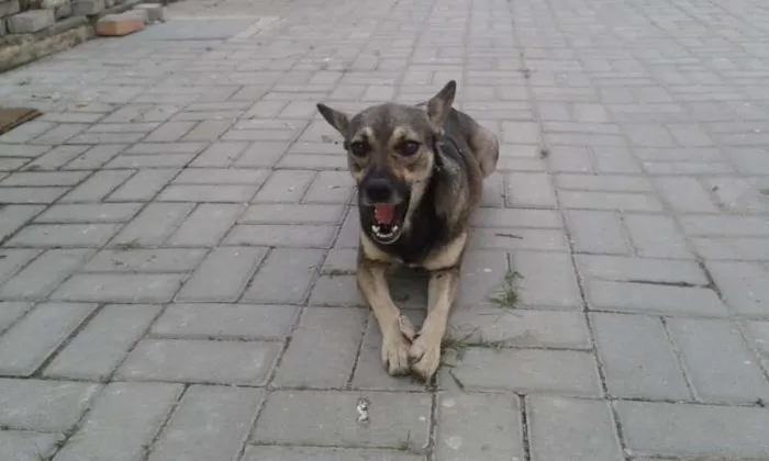 Cachorro raça  idade  nome Formiga