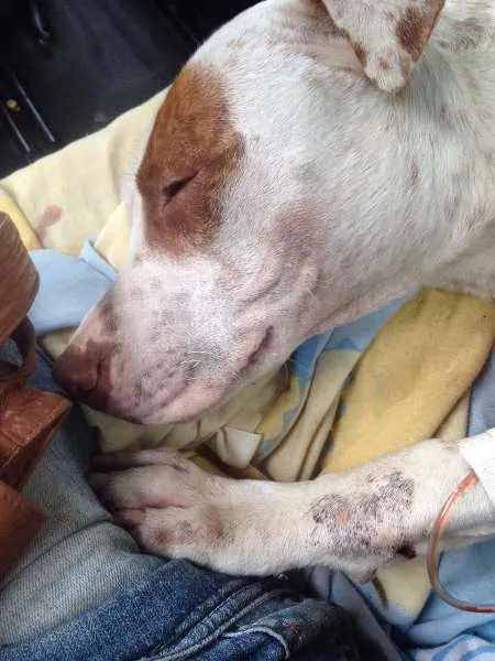 Cachorro ra a Pit-Bull idade 1 ano nome Fenix