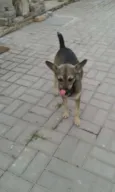 Formiga
