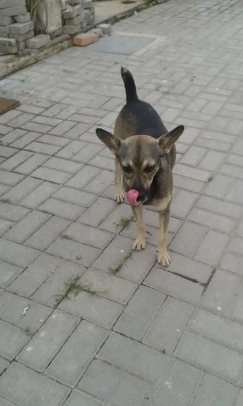 Cachorro raça  idade  nome Formiga