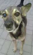 Formiga