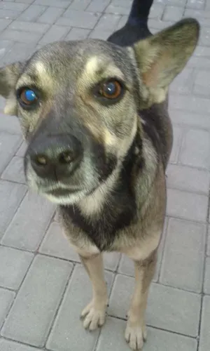 Cachorro raça  idade  nome Formiga