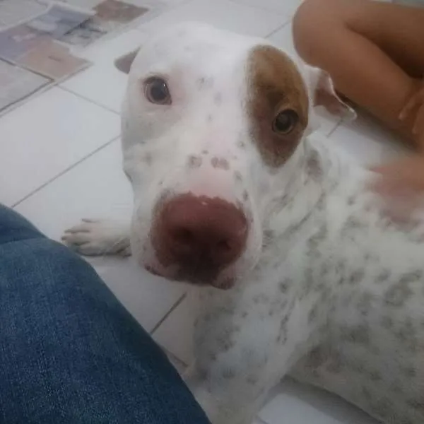 Cachorro ra a Pit-Bull idade 1 ano nome Fenix