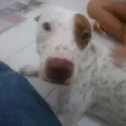 Fenix