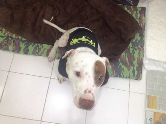 Cachorro ra a Pit-Bull idade 1 ano nome Fenix
