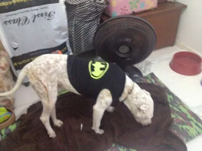 Cachorro ra a Pit-Bull idade 1 ano nome Fenix