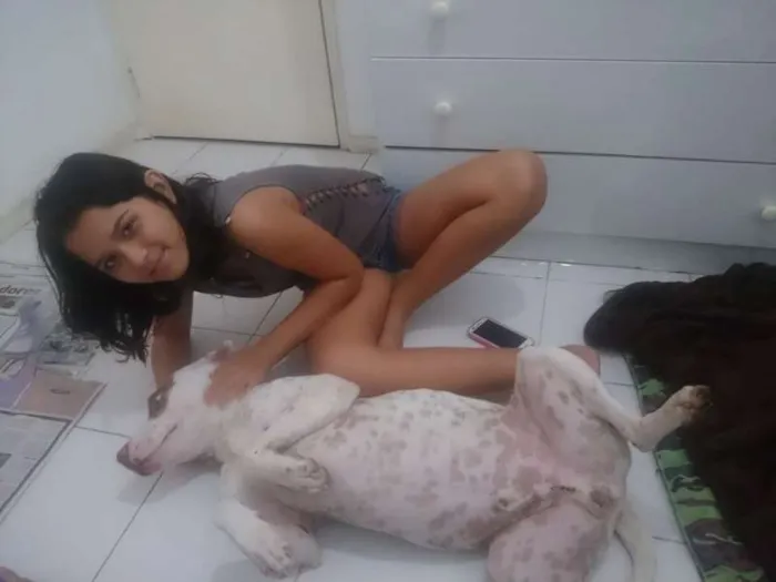 Cachorro ra a Pit-Bull idade 1 ano nome Fenix