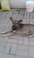 Formiga