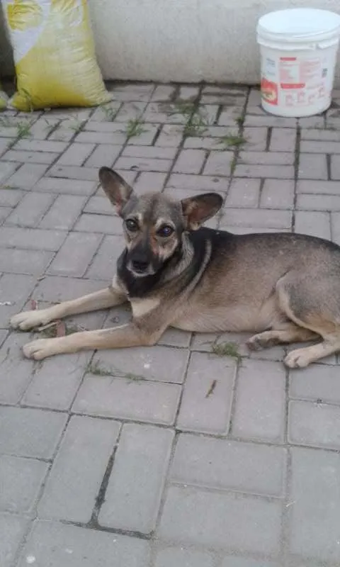 Cachorro raça  idade  nome Formiga