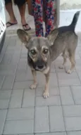 Formiga