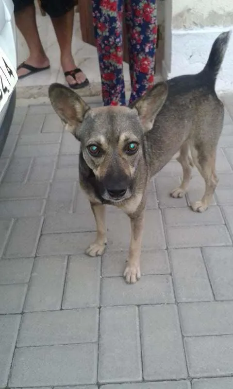 Cachorro raça  idade  nome Formiga