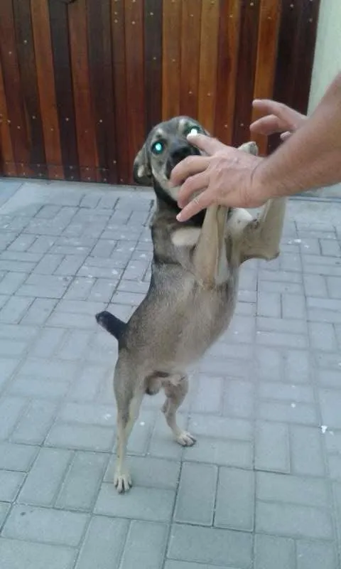Cachorro raça  idade  nome Formiga
