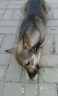 Formiga