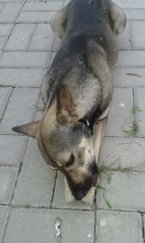 Cachorro raça  idade  nome Formiga