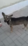 Formiga