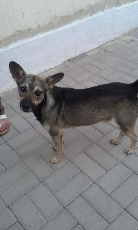 Cachorro raça  idade  nome Formiga